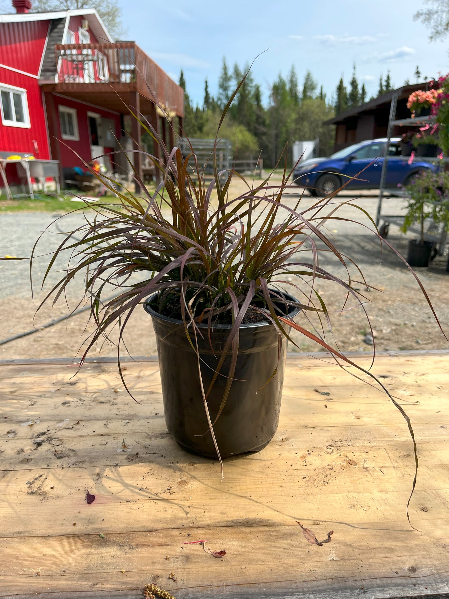 Pennisetum