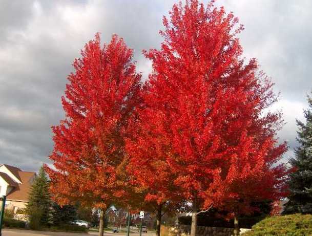 Érable Autumn Blaze