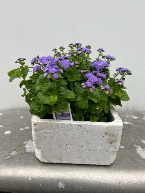 Ageratum