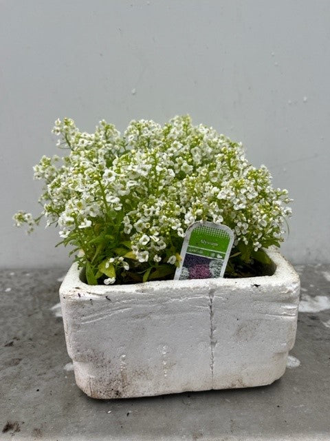 Alyssum