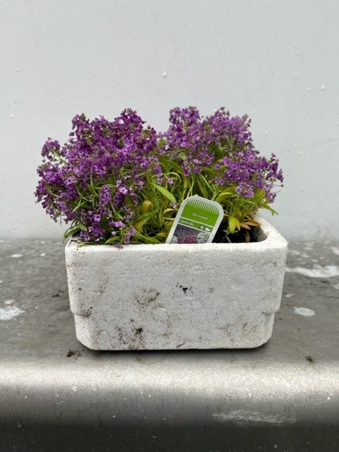 Alyssum
