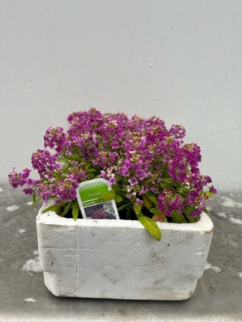 Alyssum