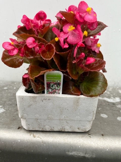 Bégonia Semperflorens
