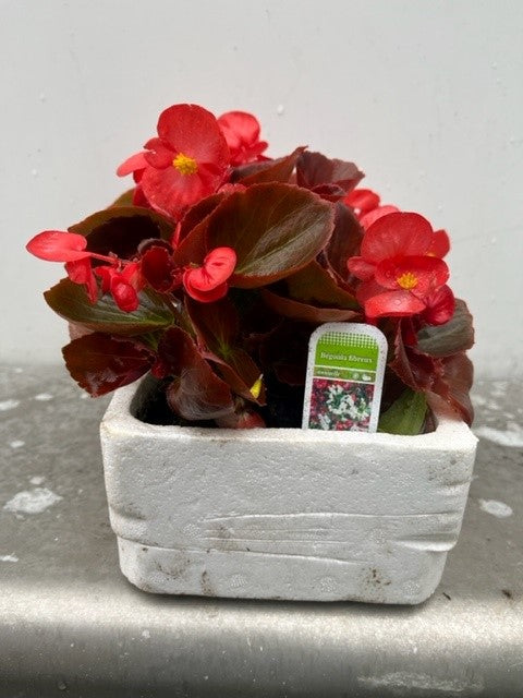 Bégonia Semperflorens