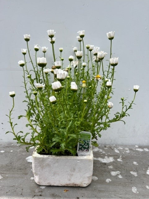 Leucanthénum