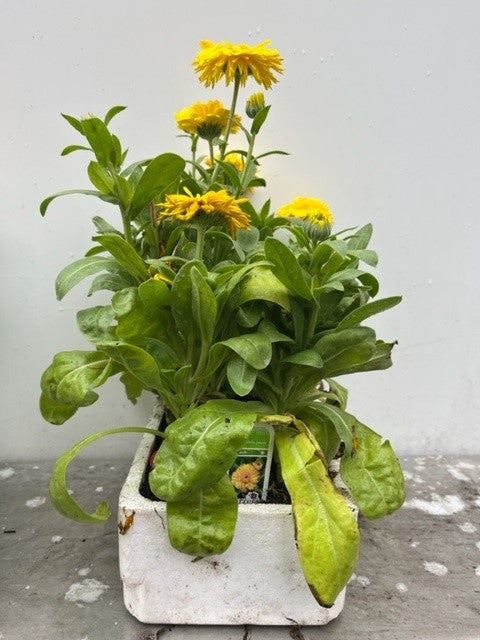 Calendula