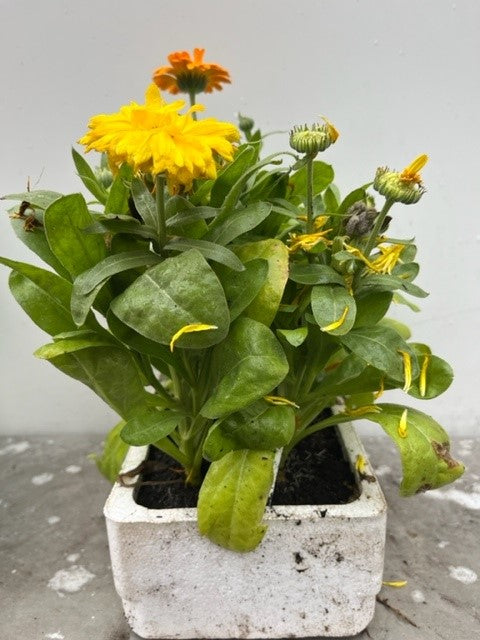 Calendula
