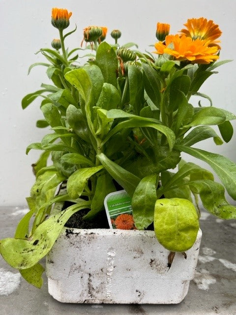 Calendula