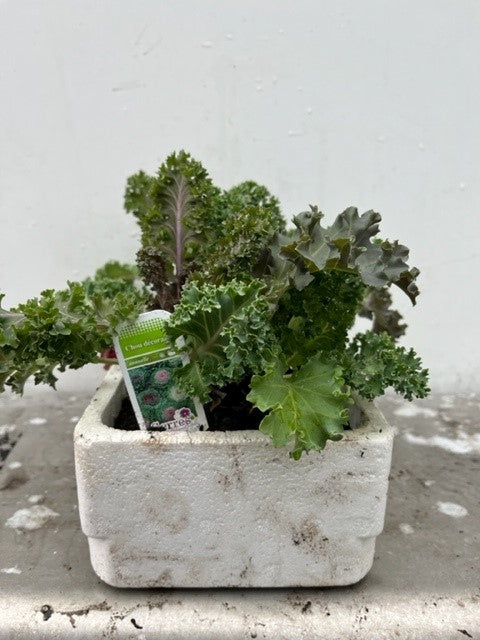 Chou décoratif