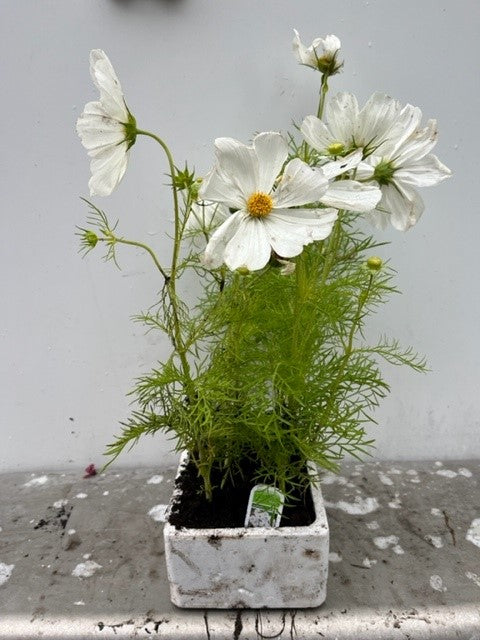 Cosmos