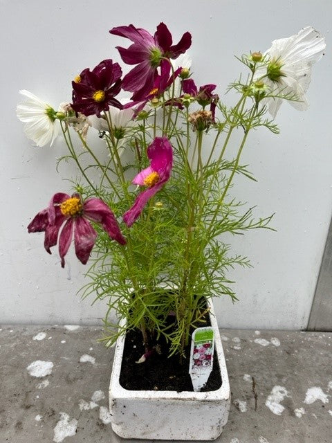 Cosmos