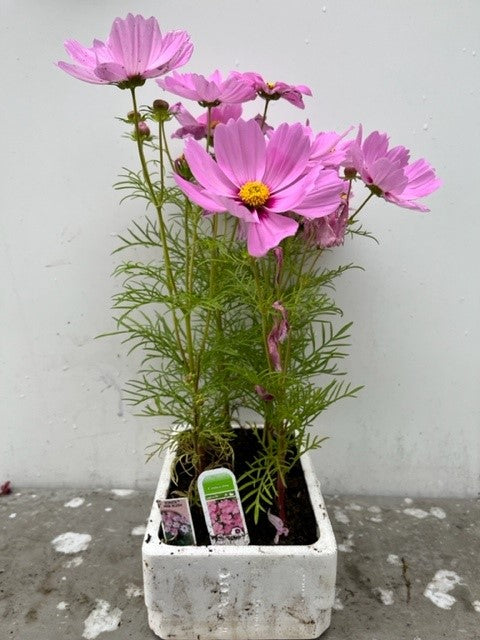 Cosmos