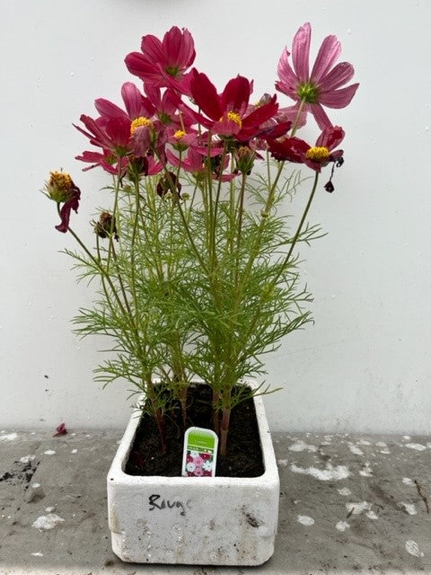 Cosmos