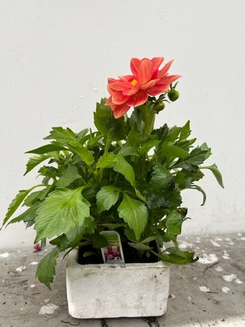 Dahlia