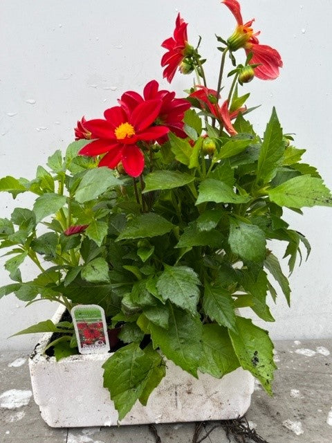 Dahlia