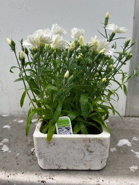 Dianthus