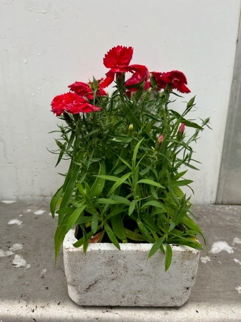 Dianthus