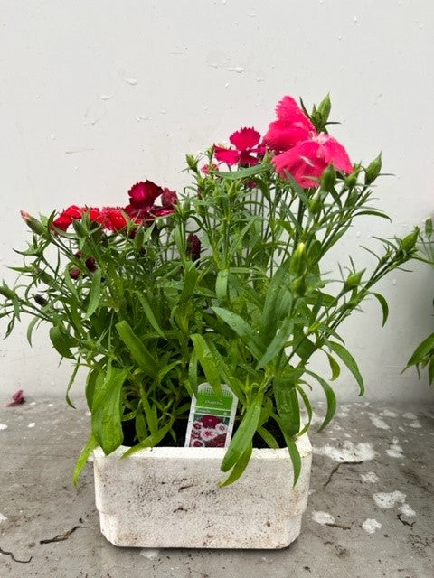 Dianthus