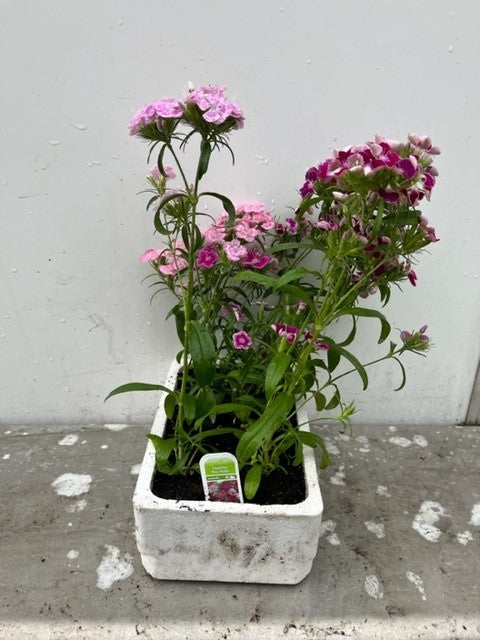 Dianthus