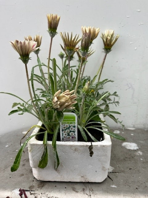 Gazania