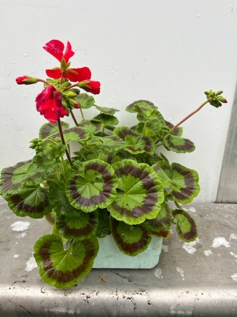 Géranium