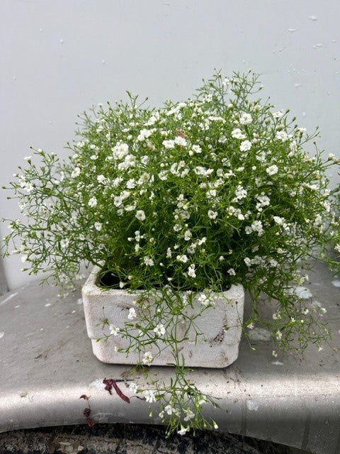 Gypsophile