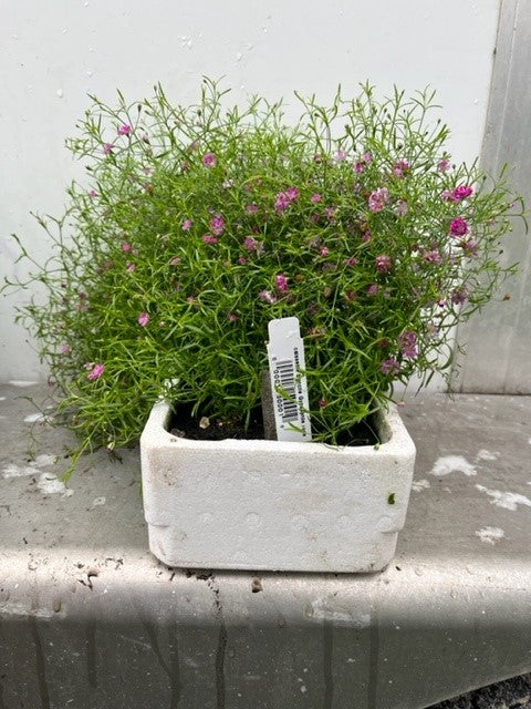 Gypsophile