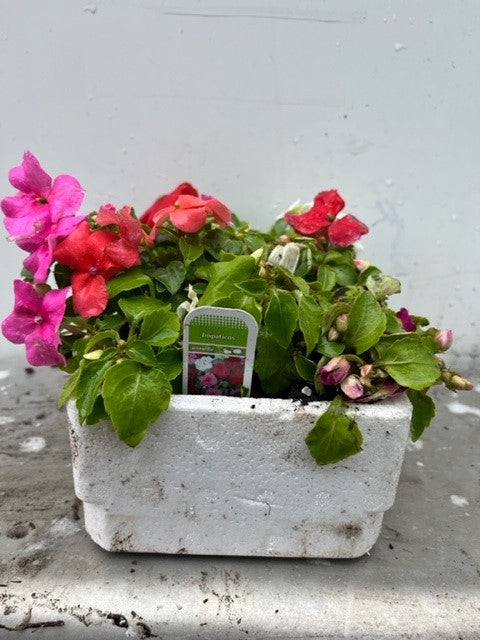 Impatiens walleriana