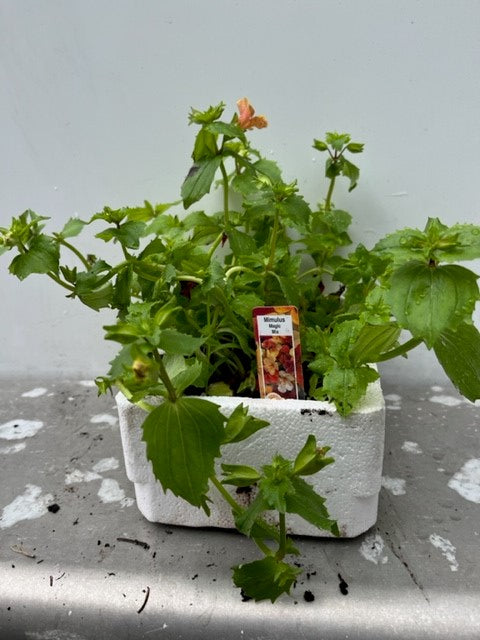 Mimulus