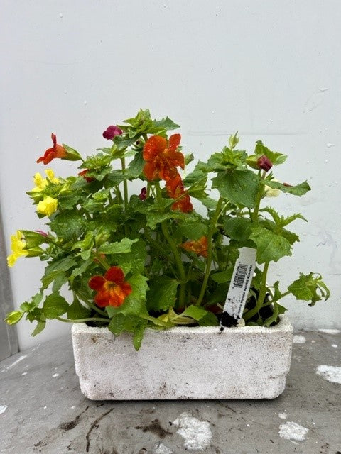 Mimulus