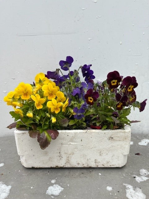 Mini-Pensées (Viola)