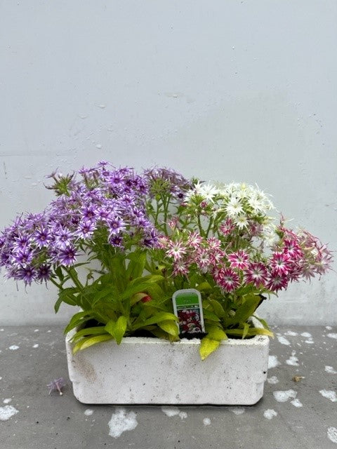 Phlox