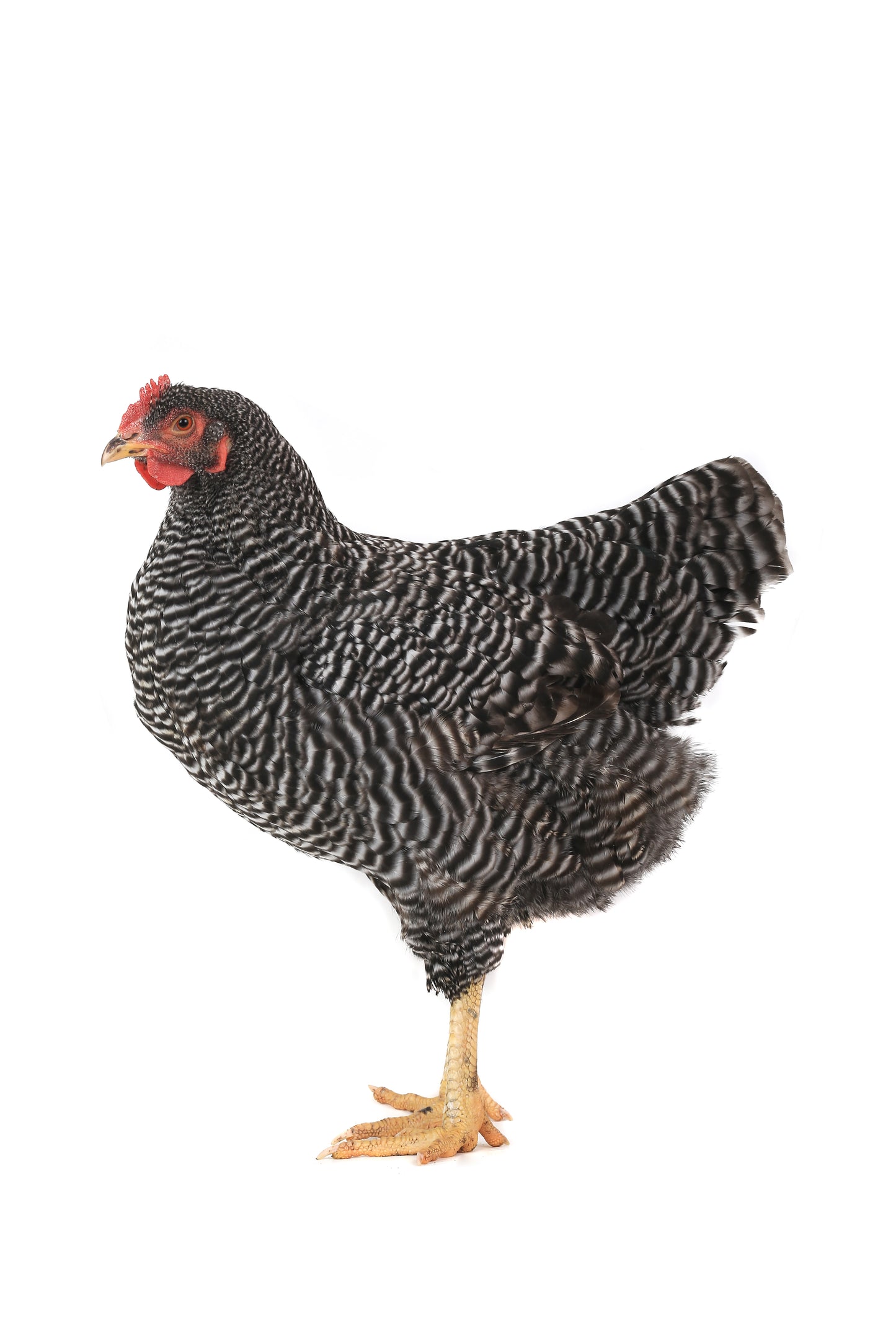Poule pondeuse Plymouth Rock, vaccinée