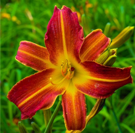 Hémérocalle Autumn Red