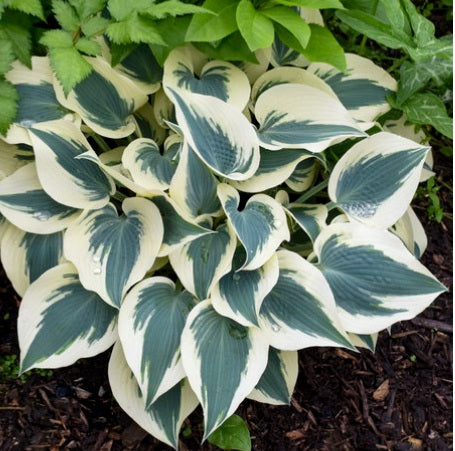 Hosta Blue Ivory