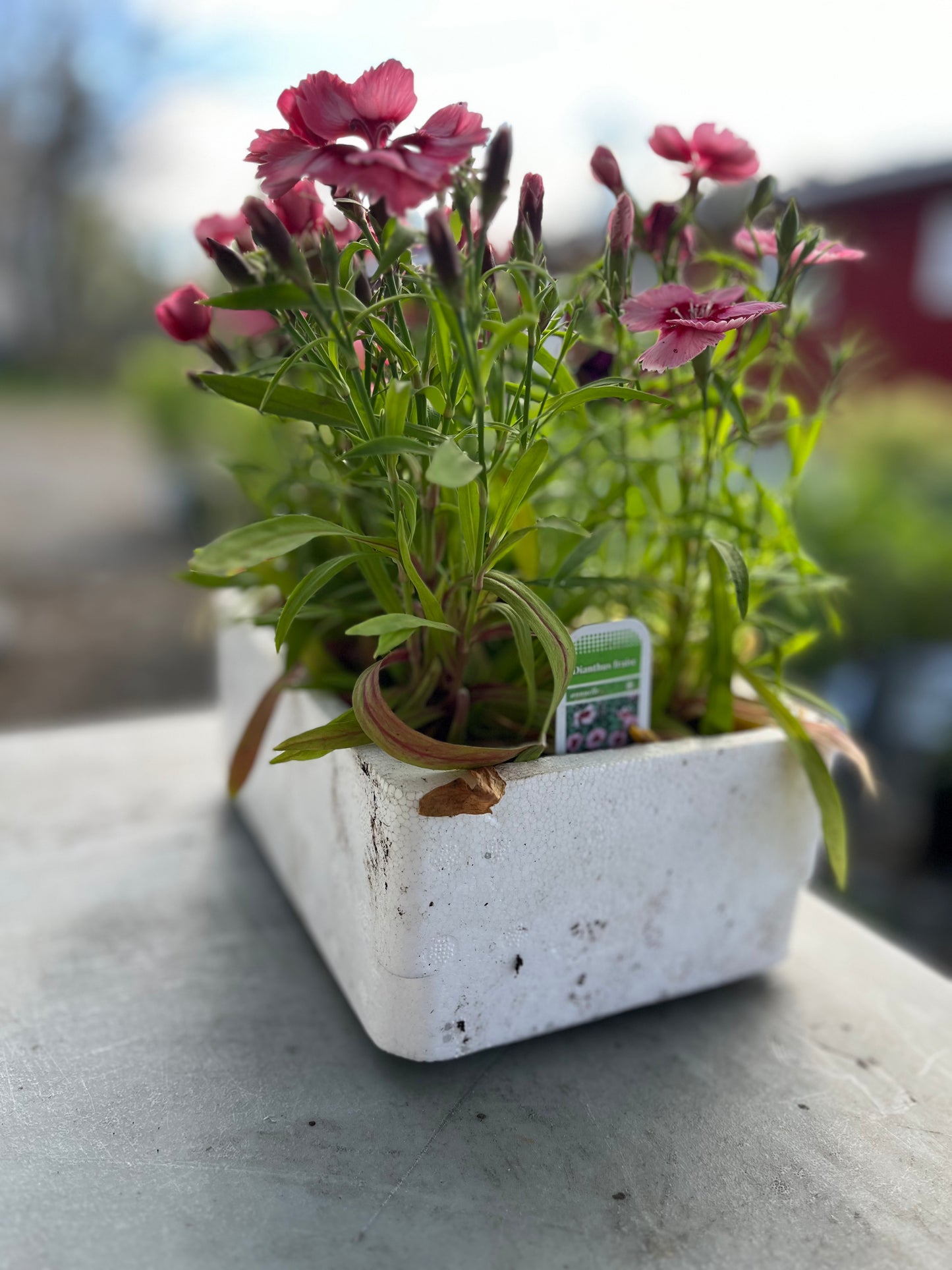 Dianthus