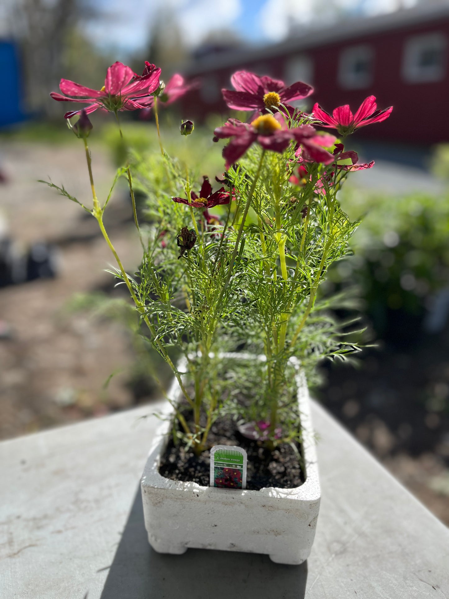Cosmos