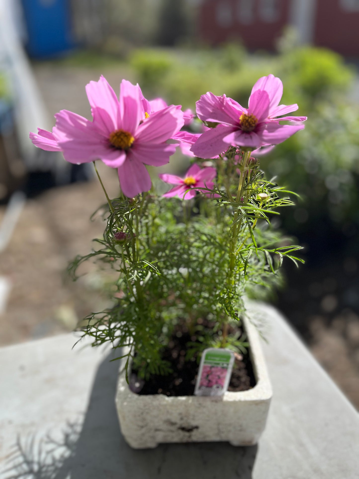 Cosmos