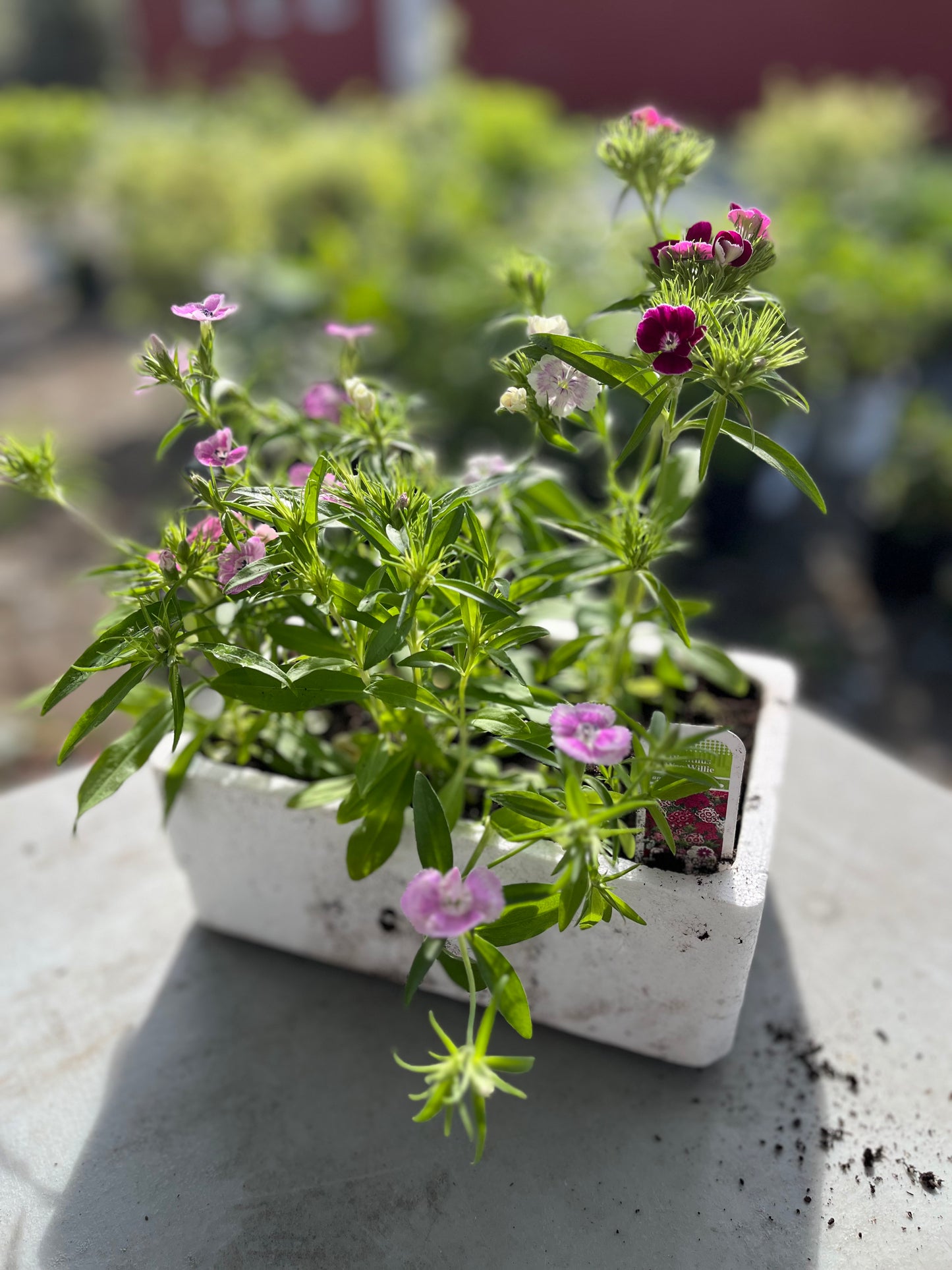 Dianthus