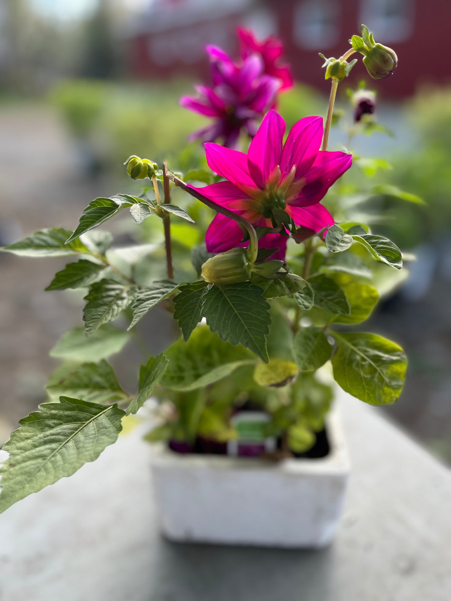 Dahlia