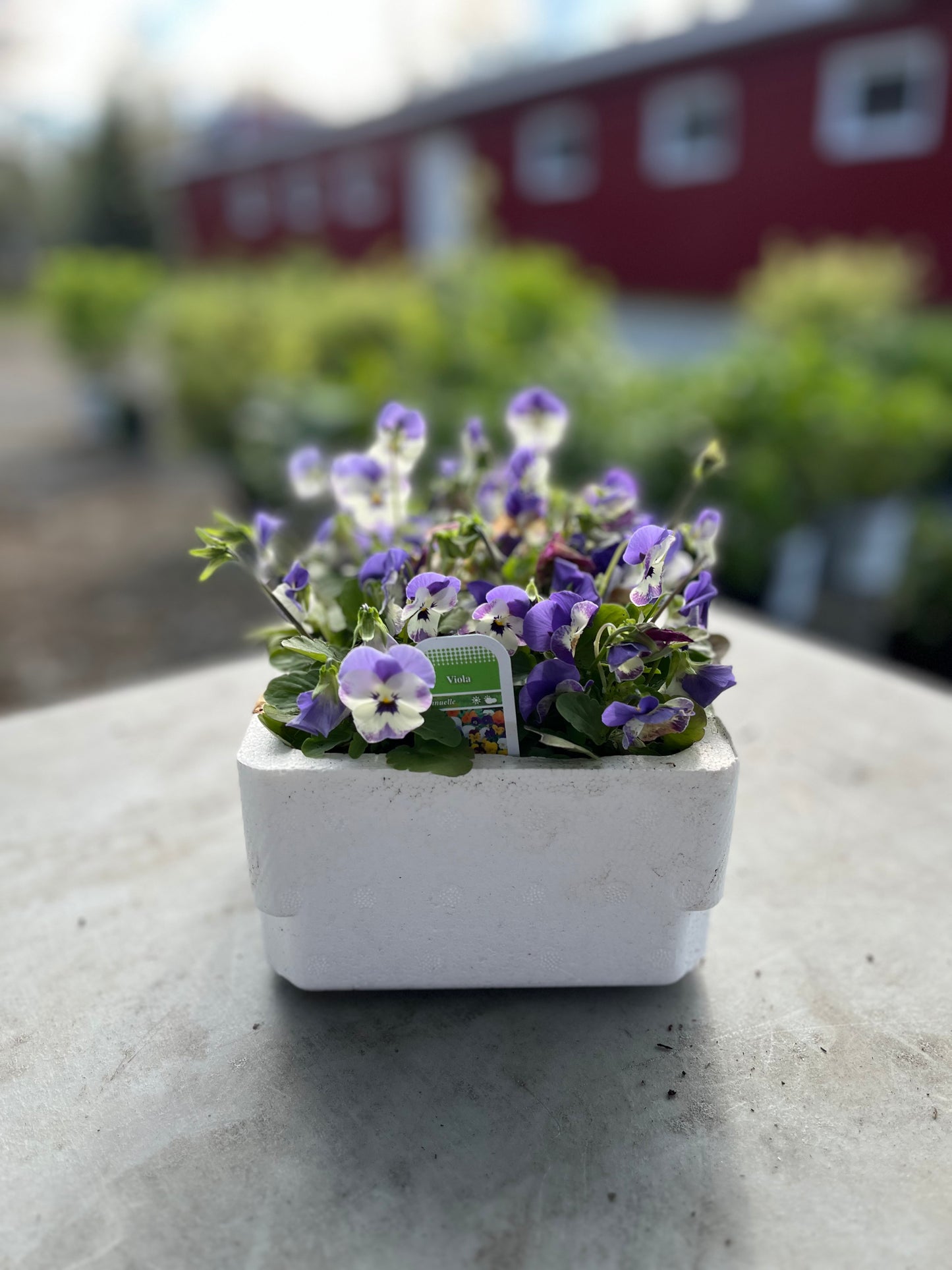 Mini-Pensées (Viola)