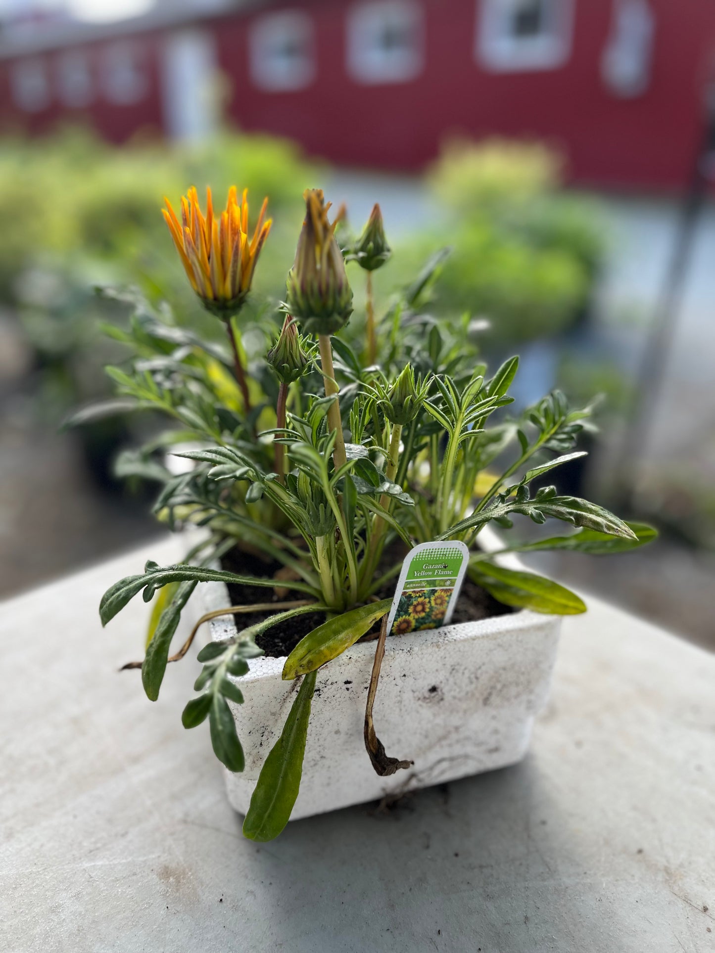 Gazania