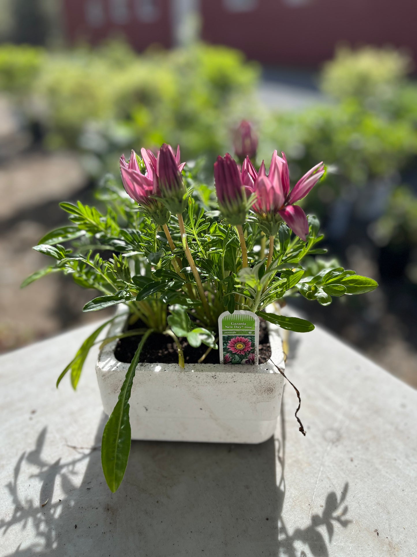 Gazania