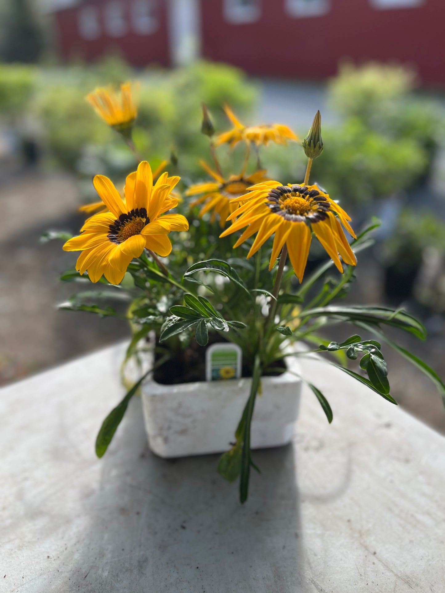 Gazania