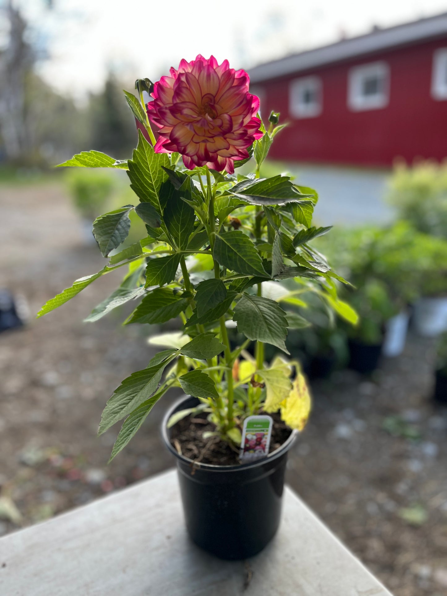 Dahlia
