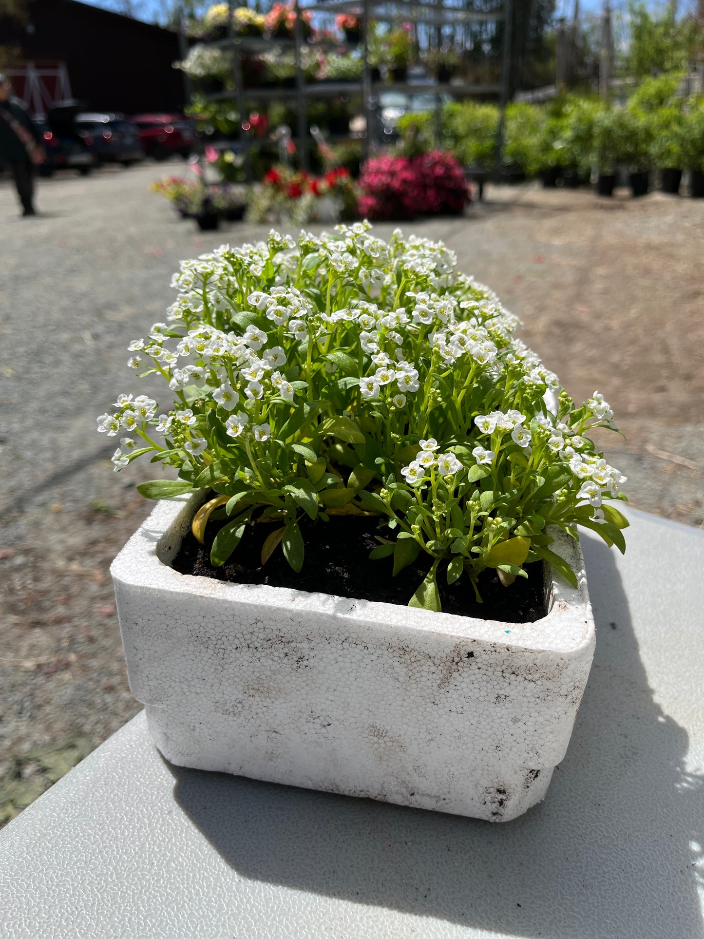 Alyssum