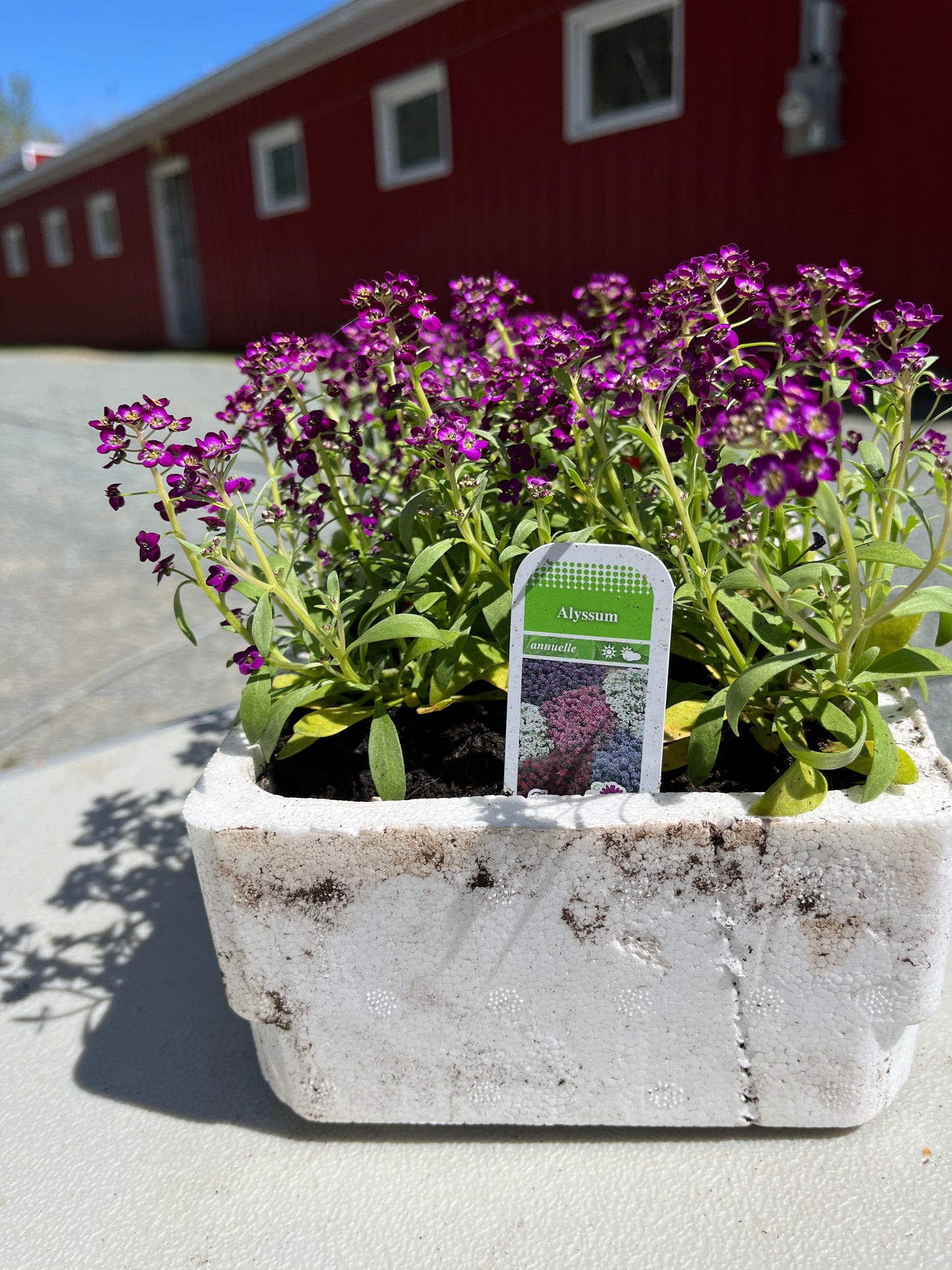 Alyssum