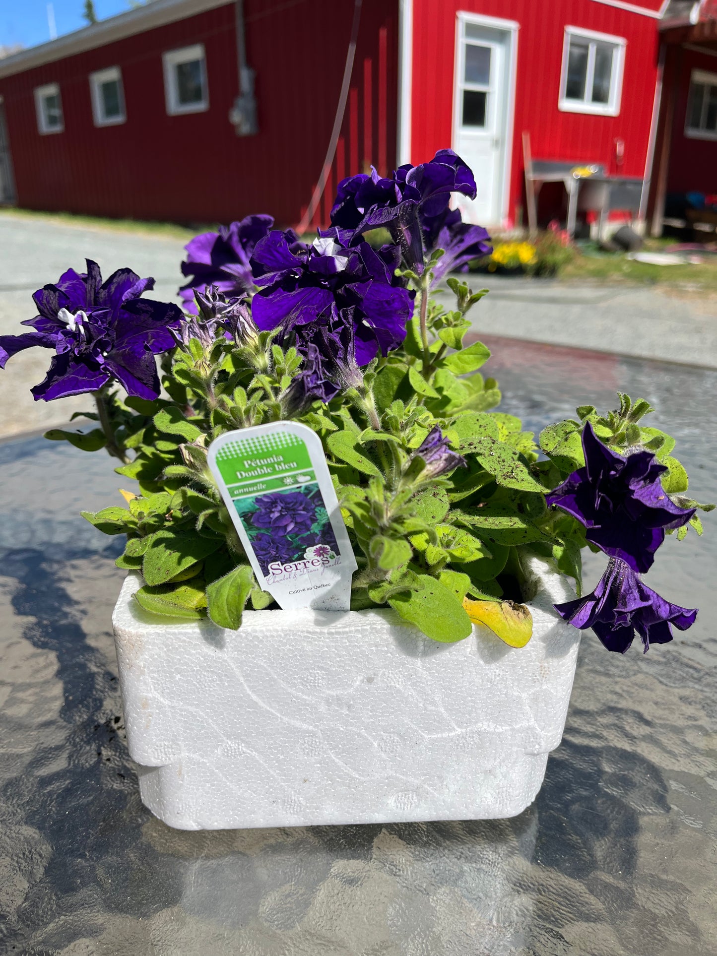 Pétunia double
