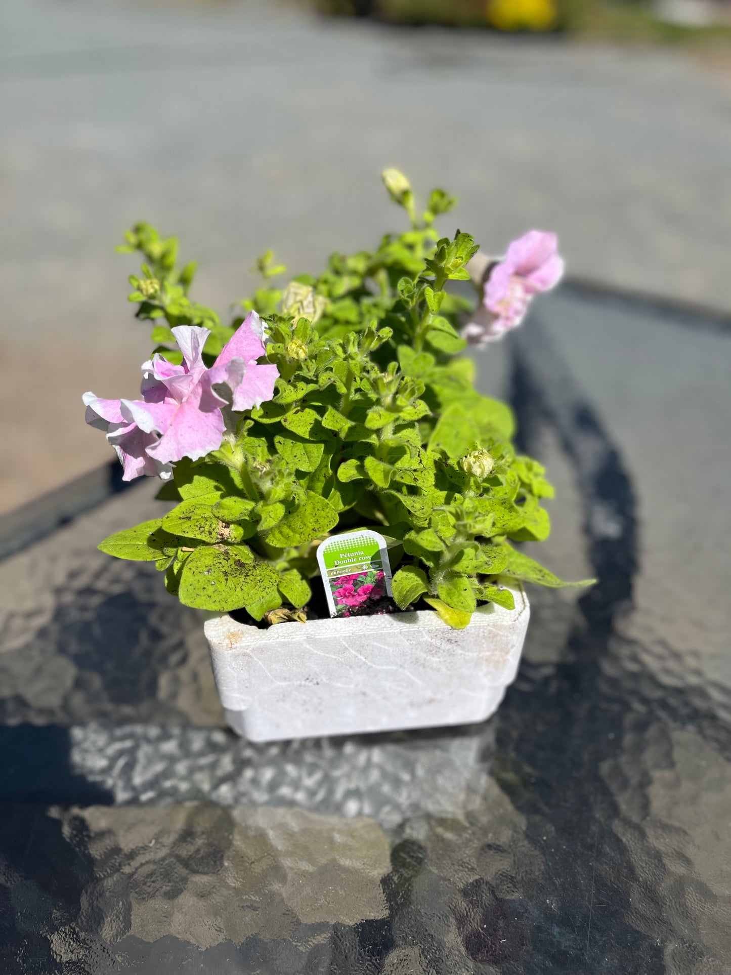 Pétunia double