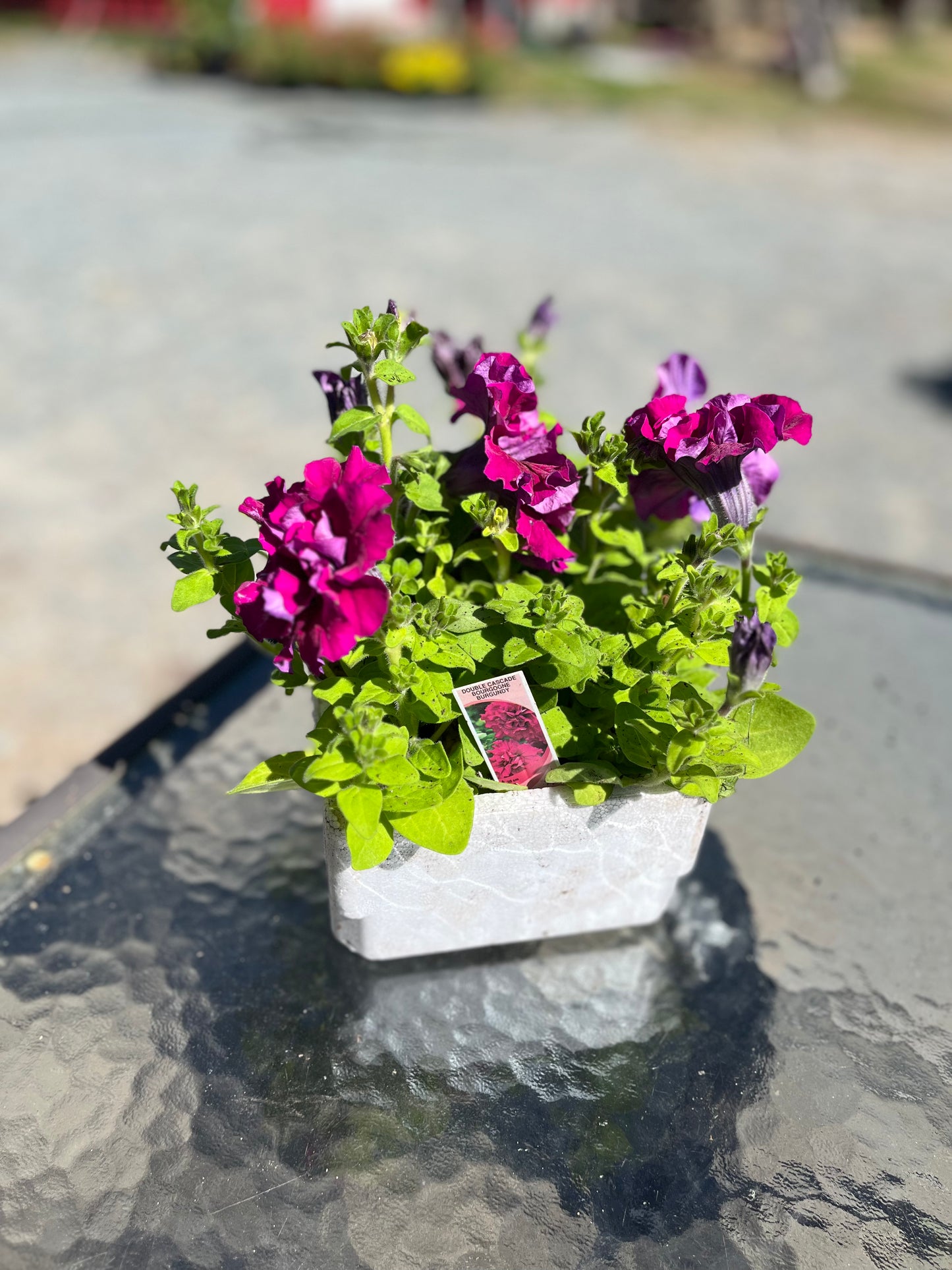 Pétunia double